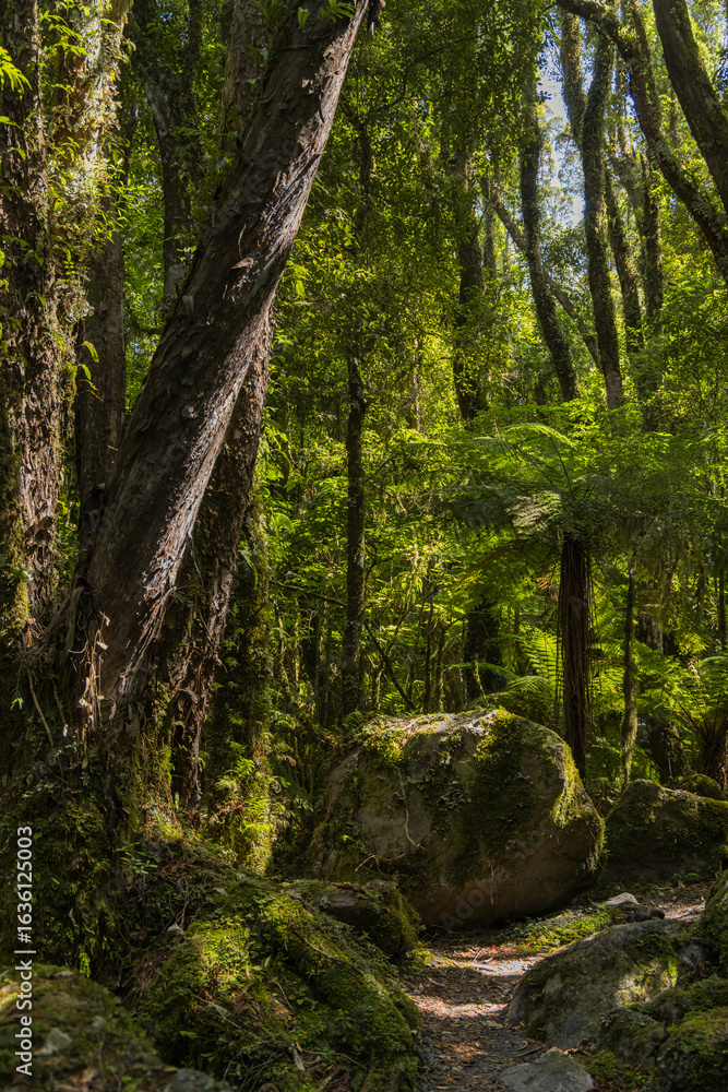 Naklejka premium ニュージーランド ウェスト・コーストにあるフォックス・グレイシャー・サウス・サイド・ウォークの景色