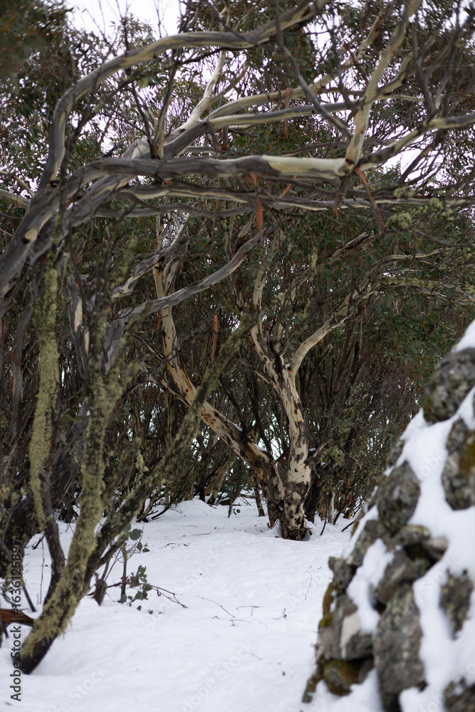Fototapeta premium Tree portraits in the snow