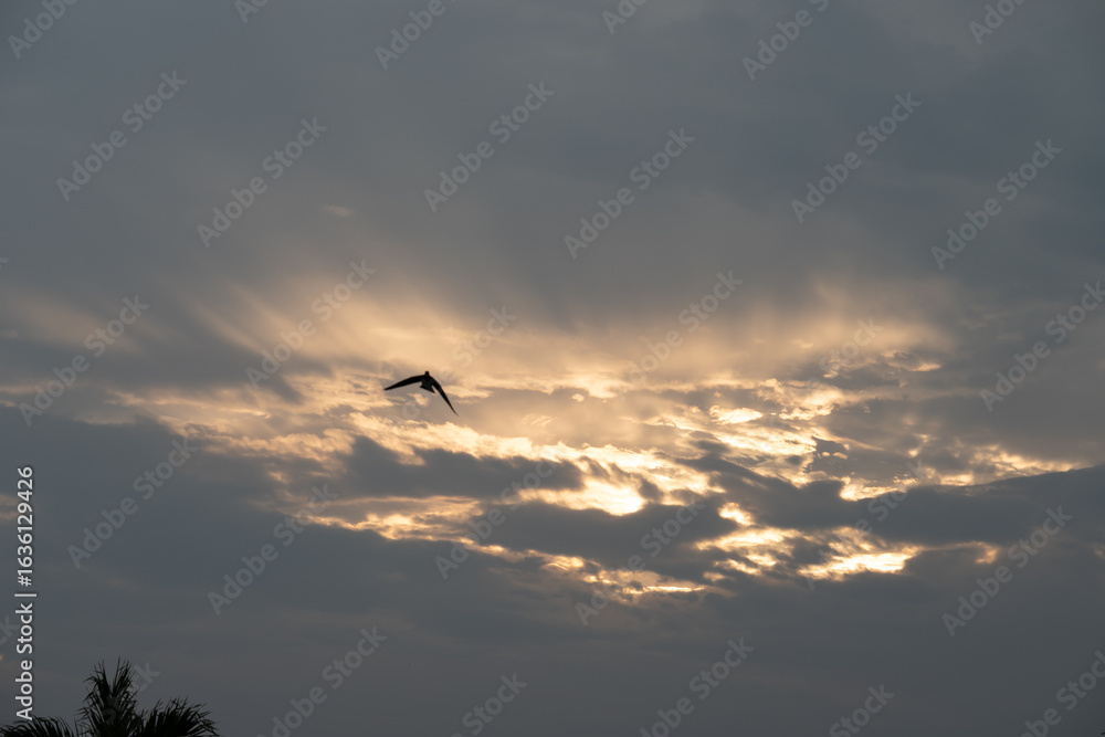 Fototapeta premium birds in the sky with sum beam