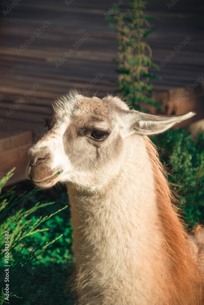 Obraz premium Cute Alpaca Llama Animal Outdoor Farm, Beautiful Cute Animal