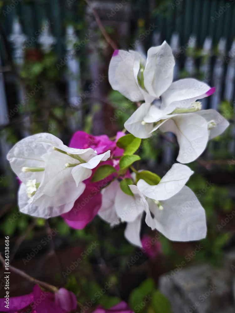 Obraz premium white flowers