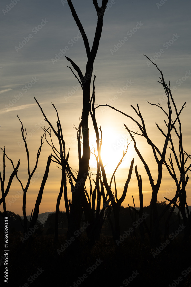Obraz premium Bare trees are silhouetted against a bright orange sun