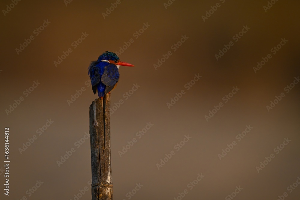 Obraz premium Malachite kingfisher on bamboo post turns head