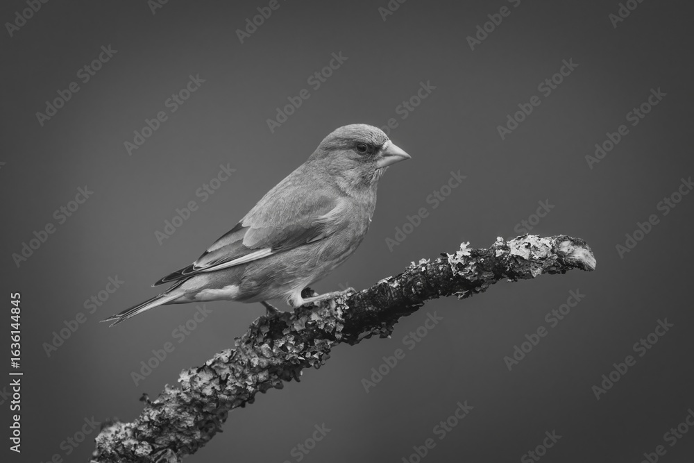 Fototapeta premium Mono European greenfinch in profile on branch