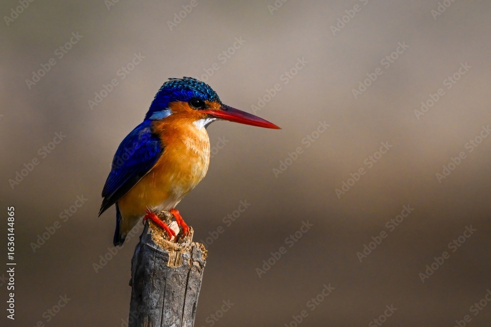 Fototapeta premium Malachite kingfisher on bamboo post looks down