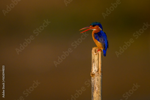 Malachite kingfisher on bamboo post opens beak