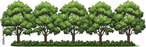 Row of five trees, medium-sized trees, green leafy trees, natural garden, outdoor forest, tree trunks, bushy plants, healthy foliage, summer landscape