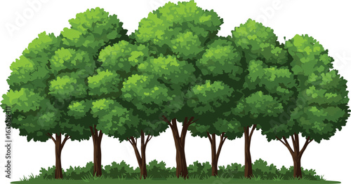 Row of green trees, deciduous trees, lush foliage, forest edge, natural landscape, tree line, garden trees, outdoor vegetation, green leaves