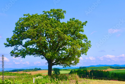 Wallpaper Mural セブンスターの木（北海道・上川郡美瑛町） Torontodigital.ca