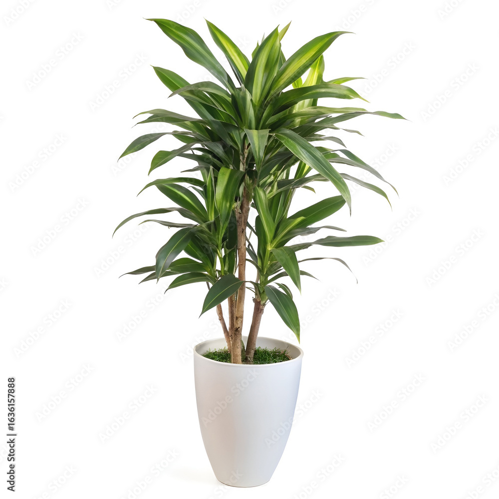 Fototapeta premium Lush green Dracaena plant in an elegant white pot.