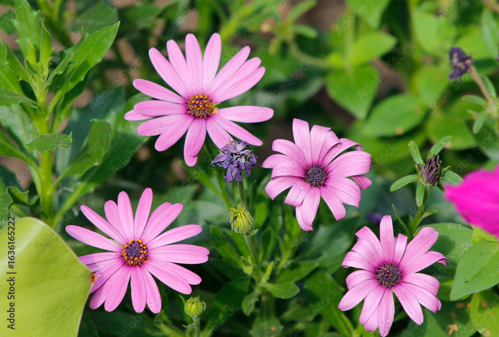 Obraz premium pink osteospermum flowers in the garden