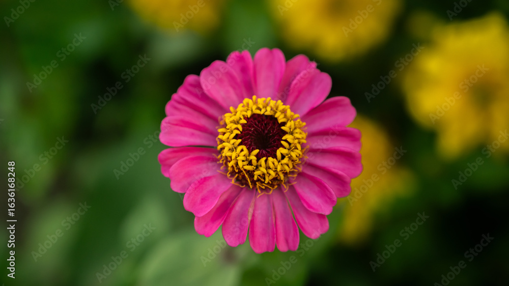 Obraz premium Flower of Zinnia in the garden. Selective focus with shallow depth of field.