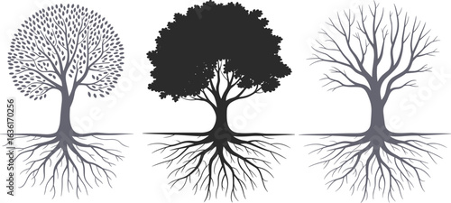 Tree Stages Growth Cycle Vector Illustration Isolated On White Background