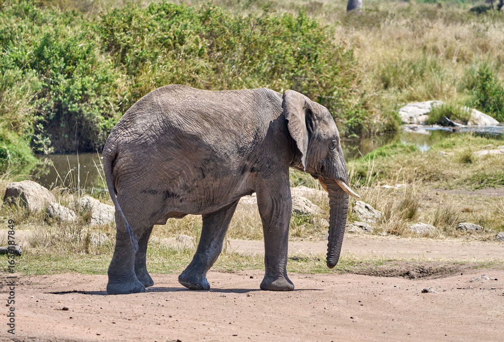 Fototapeta premium African Elephant Walking Near River in Serengeti, Tanzania