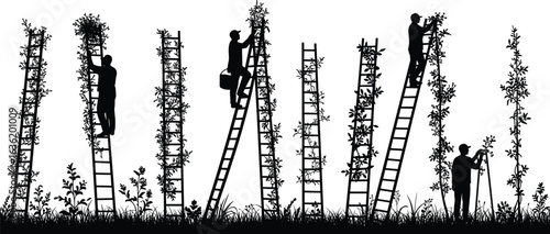 Silhouette of farmers harvesting crops on tall ladders in agricultural field, teamwork farming concept, rural landscape, organic food production