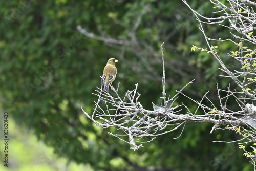 bird on a branch