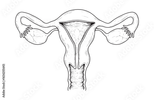 Female Reproductive System Anatomy Drawing Vector Illustration