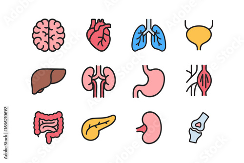 Human internal organ colorful icon set for healthcare. Medical anatomy symbols collection. Anatomy organ element design pack. Brain, Heart, Lung, Bladder, Liver, Kidney, Stomach, Intestine, Pancreas