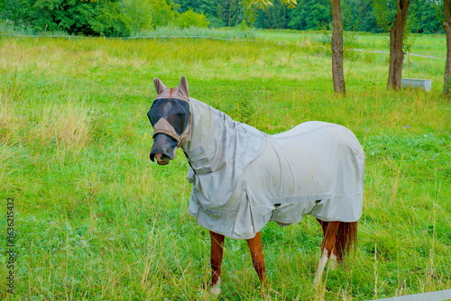 Horse wearing full protective gear against biting insects such as horseflies and mosquitoes, including fly sheet and fly mask.