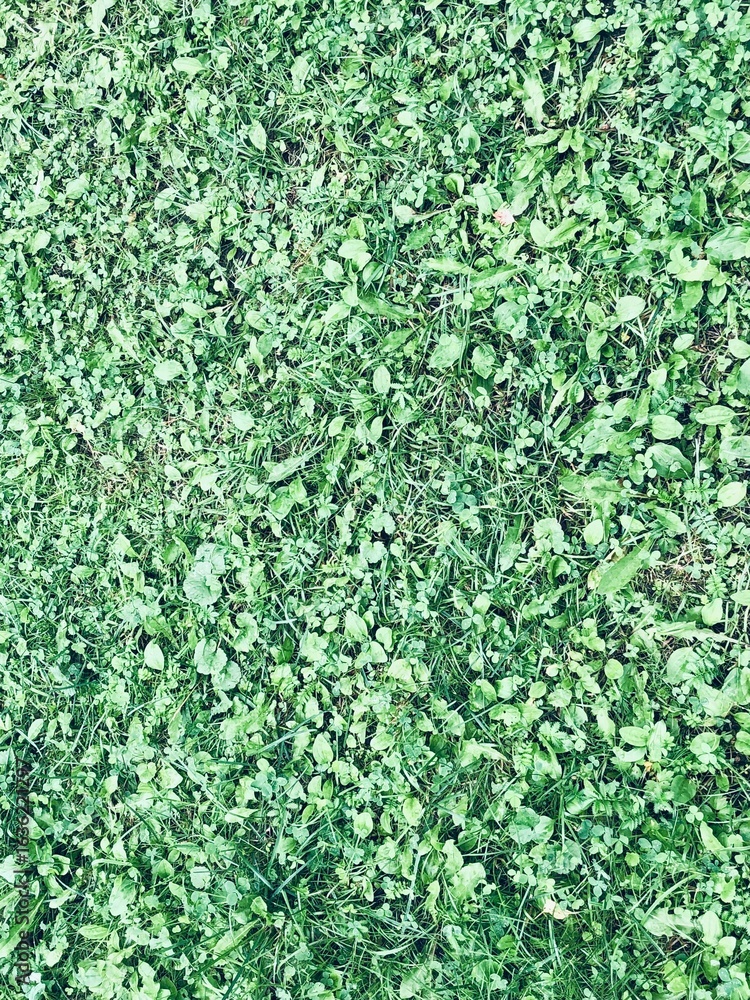 Naklejka premium Green grass, lawn texture good for background