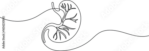 Human stomach icon continuous one line drawing for anatomy and medical design concepts