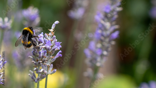 Bumblebee bee lavender flower nature summer garden insect pollination purple nectar pollen wildlife macro detail wing fuzzy beautiful scent honey