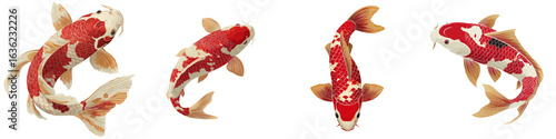 Four Red White Koi Fish Swimming in Different Poses isolated on a transparent background carp japanese