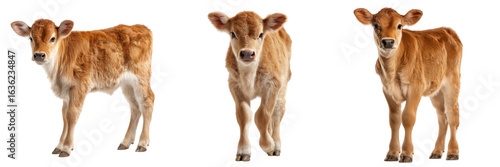 Three light brown calves standing against a black background isolated on a transparent background calf