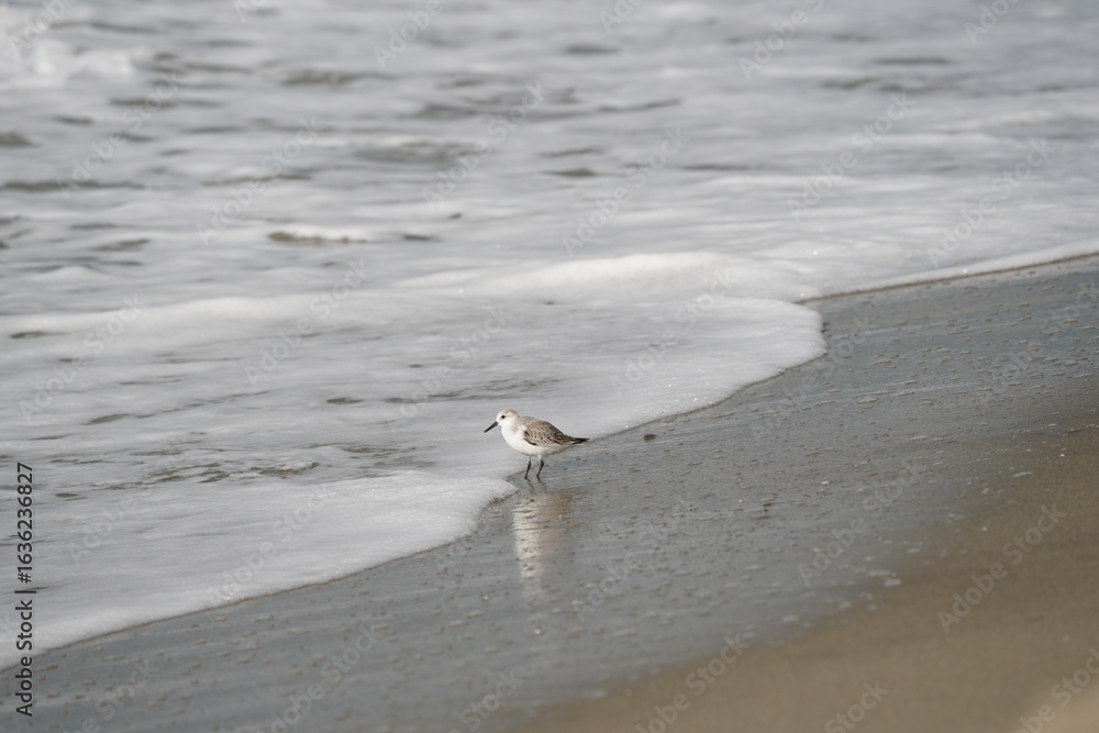 Fototapeta premium FRATINO DAVANTI AL MARE