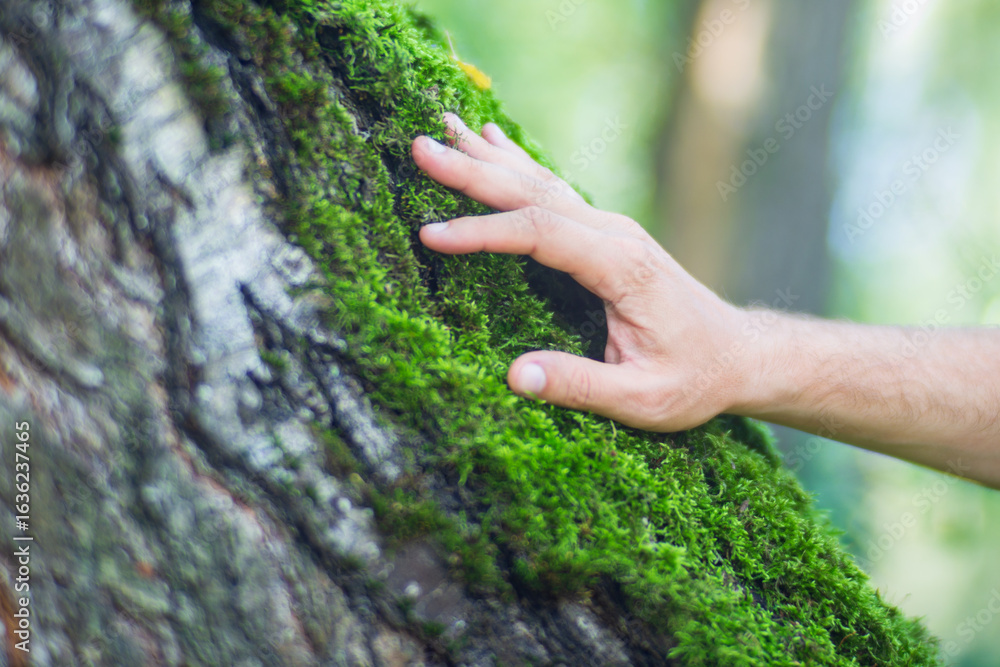 Man gently touching a tree trunk close-up. Bark wood. Connection with nature. Ecology, environmental care, love for the planet Man gently touching a tree trunk close-up. Bark wood. Connection with nature. Ecology, environmental care, love for the planet