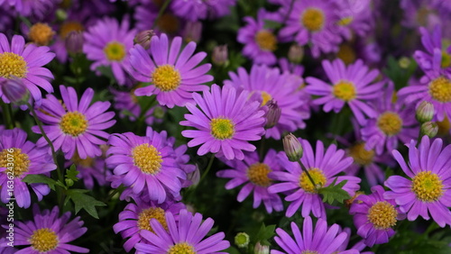 Vibrant purple daisies with yellow centers in full bloom, creating a colorful floral background. Perfect for spring and summer themes, gardening, nature, and decorative design concepts.
