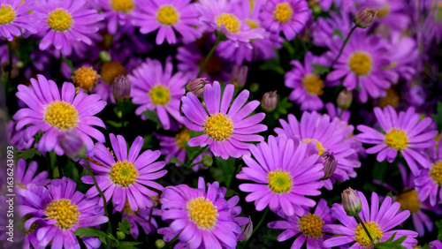 Vibrant purple daisies with yellow centers in full bloom, creating a colorful floral background. Perfect for spring and summer themes, gardening, nature, and decorative design concepts.
