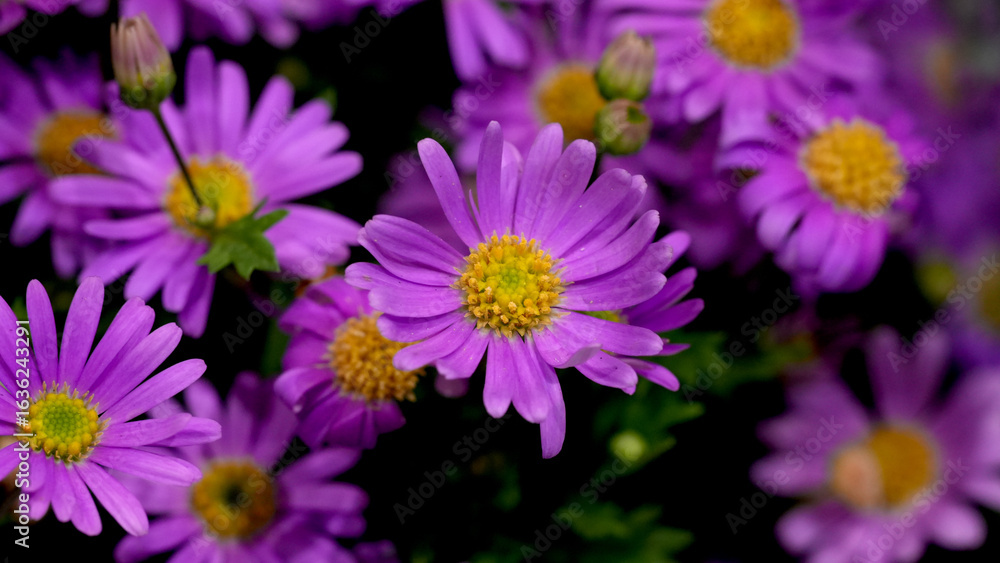 Fototapeta premium Vibrant purple daisies with yellow centers in full bloom, creating a colorful floral background. Perfect for spring and summer themes, gardening, nature, and decorative design concepts. 