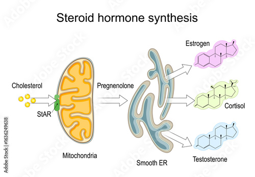 Steroid hormone synthesis