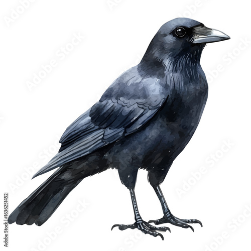 Crow, watercolor drawing vector, isolated on a white background.