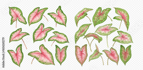 A beautiful collection of illustrated Caladium leaves with vibrant pink centers and green edges, isolated on a transparent background.