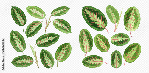 A detailed illustration set of variegated tropical prayer plant leaves, showcasing intricate patterns and vibrant green colors on a transparent background.