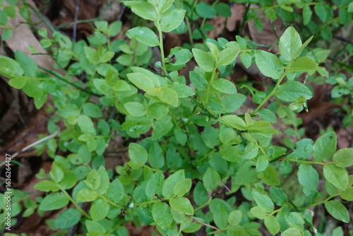 Wallpaper Mural Wild blueberry plant growing in the forest Torontodigital.ca