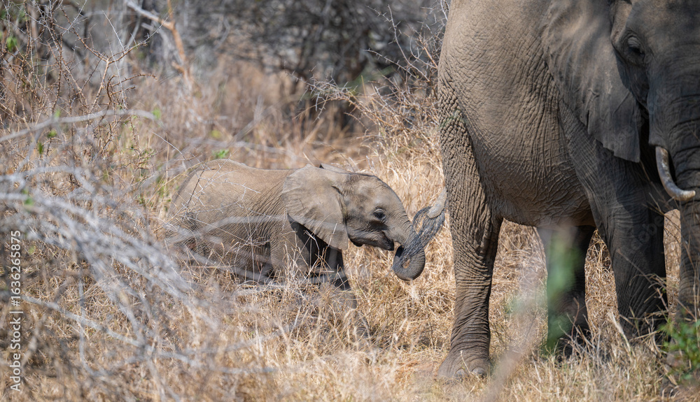 Fototapeta premium Afrikanische Tiere Elefantenmutter mit Elefanten Baby im Busch vom Krüger National Park - Kruger Nationalpark Südafrika