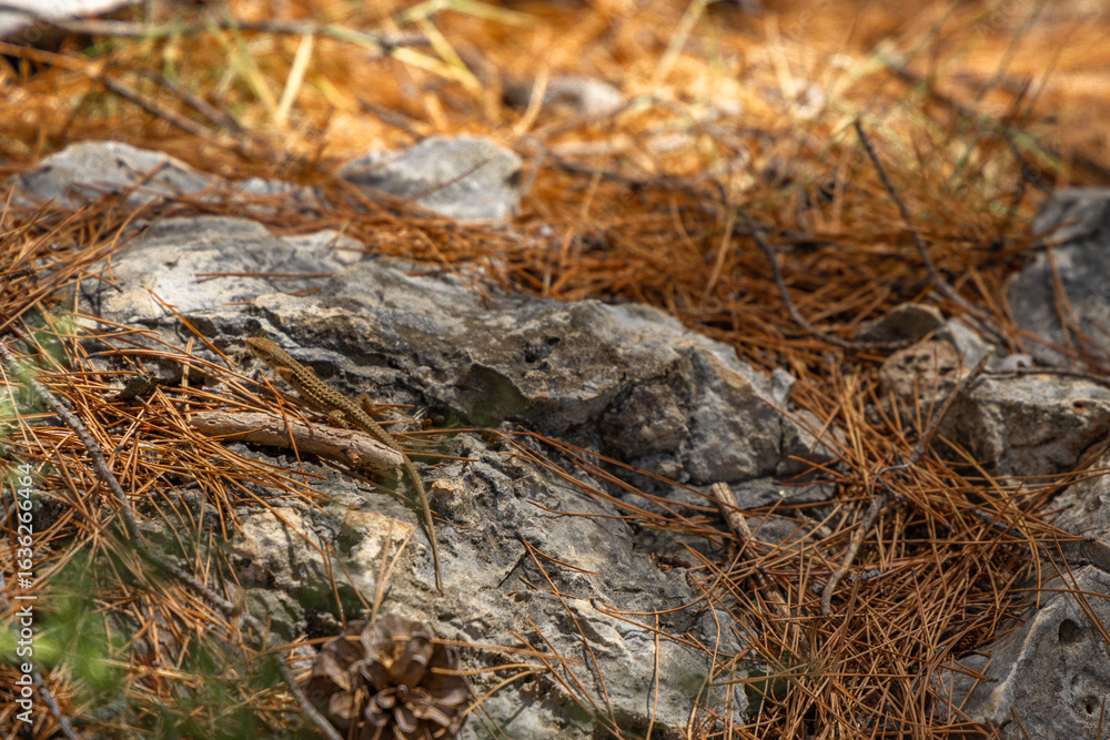 Obraz premium A young lizard hides among the rocks, animals on the Croatian coast Ciovo