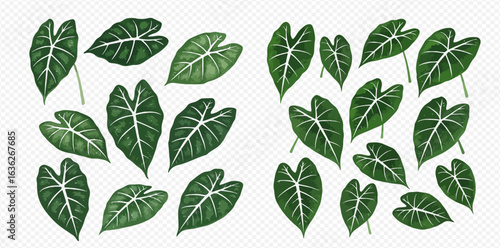 A detailed illustration of two sets of Alocasia leaves, showcasing their distinct heart shape and prominent white veins.