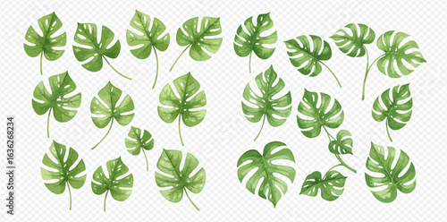 A beautiful collection of hand-painted watercolor monstera leaves, isolated on a transparent background.