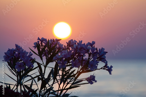 Sunrise over the sea with flowers in the foreground