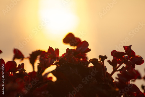 Silhouette of flowers at sunrise