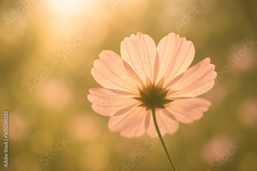 Radiant Petal's Embrace: A single, delicate cosmos flower, backlit by warm sunlight, showcases its intricate beauty and the serenity of a blooming day.