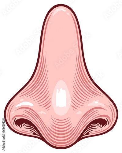 Human nose illustration in a classic vintage engraving art style