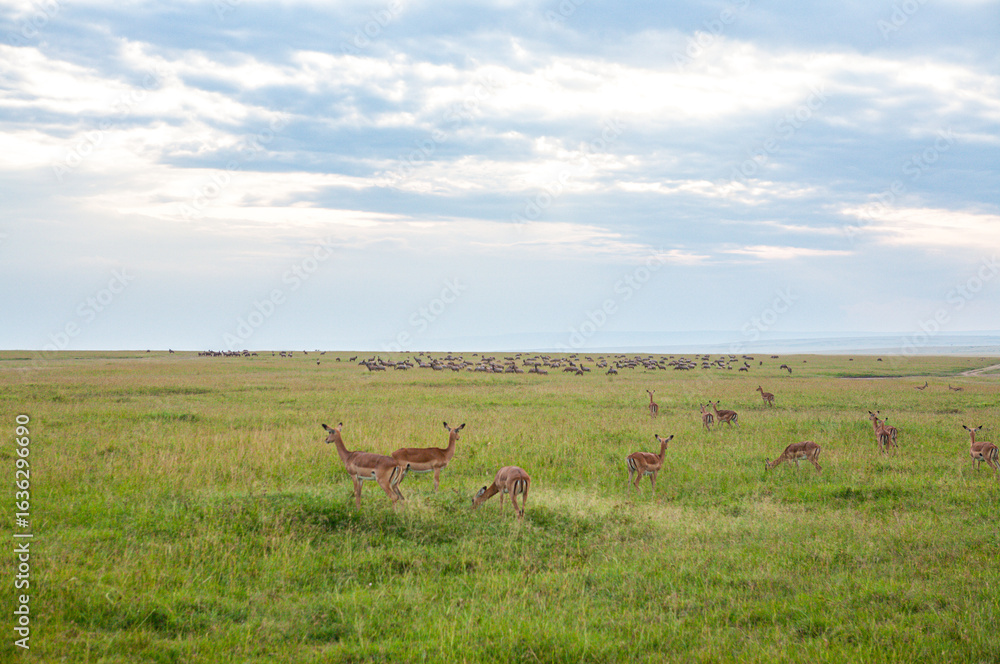 Herd of Impalas and Wildebeests on the Vast Plains of Maasai Mara, Kenya Herd of Impalas and Wildebeests on the Vast Plains of Maasai Mara, Kenya