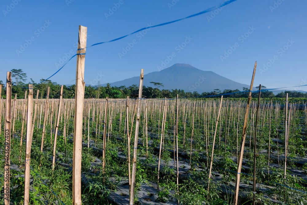 Fototapeta premium Chili pepper farm with bamboo stakes in Indonesia, with mountain backdrop and clear blue sky. tropical agriculture landscape.