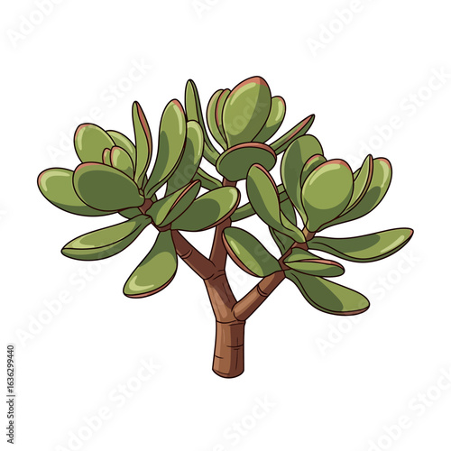 Hand-drawn Jade Plant Illustration