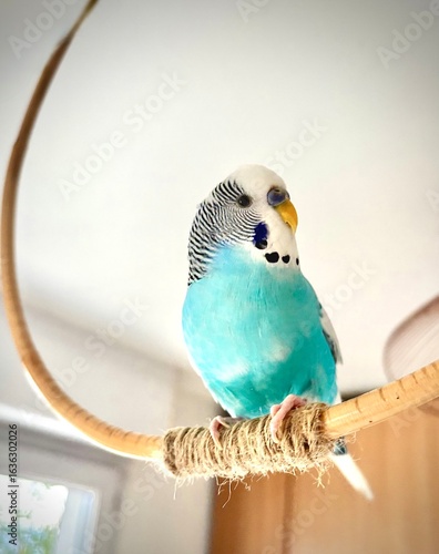 domestic blue bird